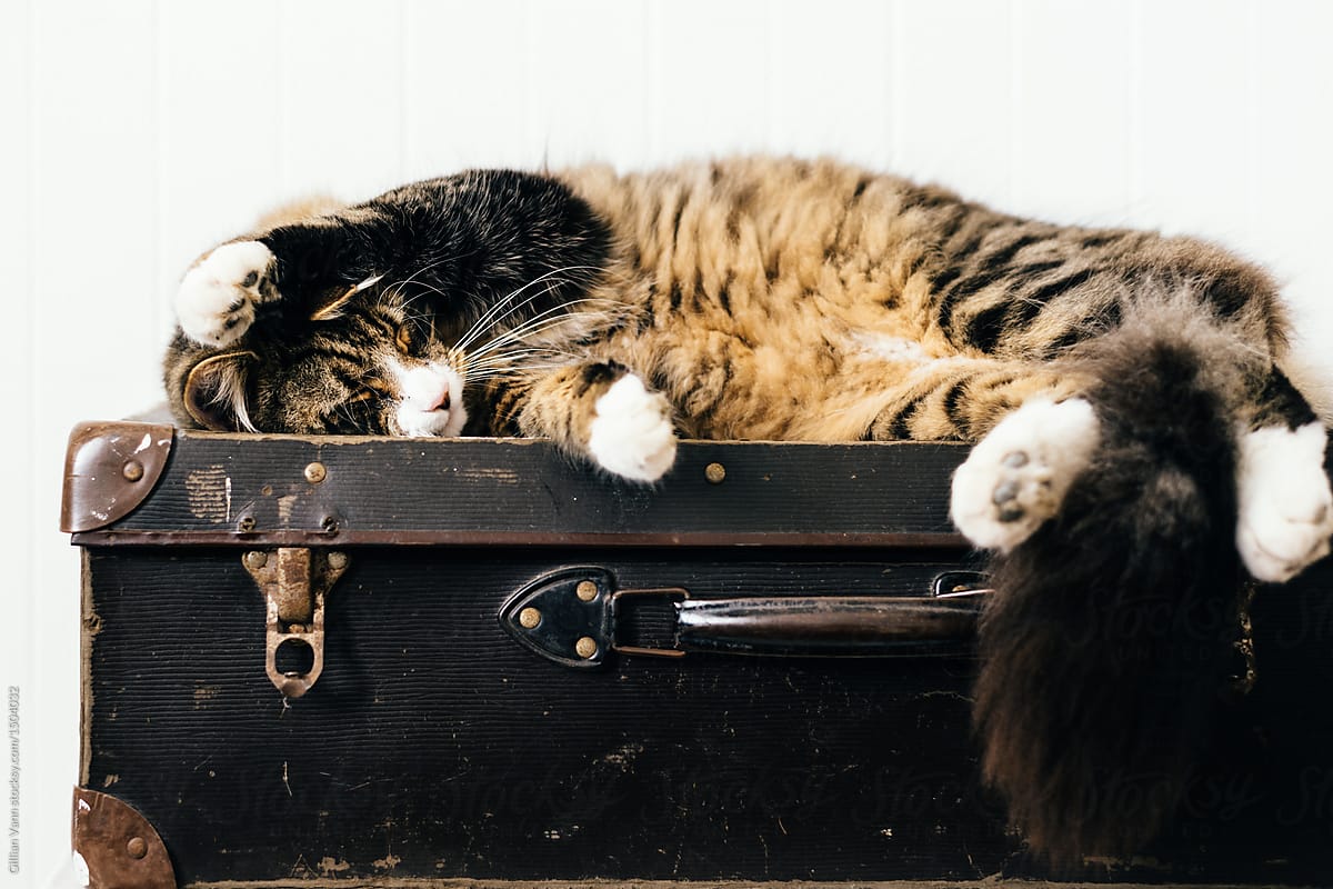 cat relaxing on vintage suitacase