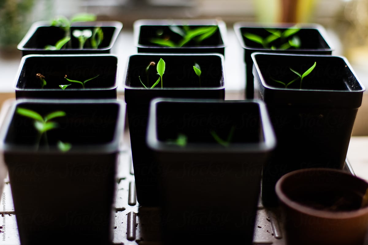 Tiny green leaves of seedlings growing in square plastic pots