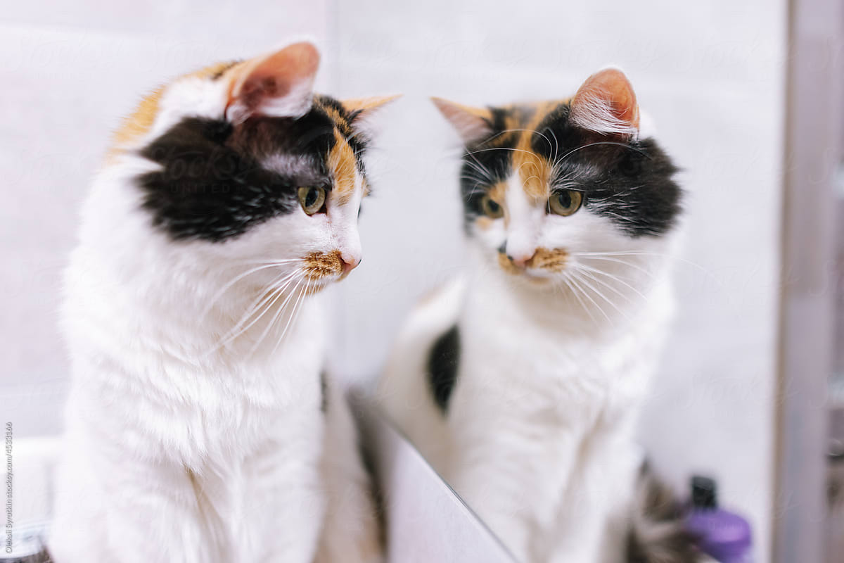 Cat with black and ginger spots looking at its reflection in mirror