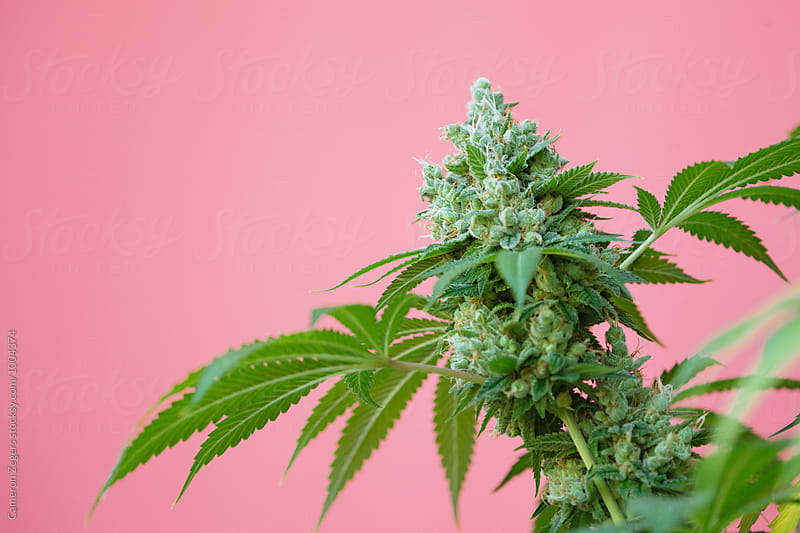 marijuana plant on pink background