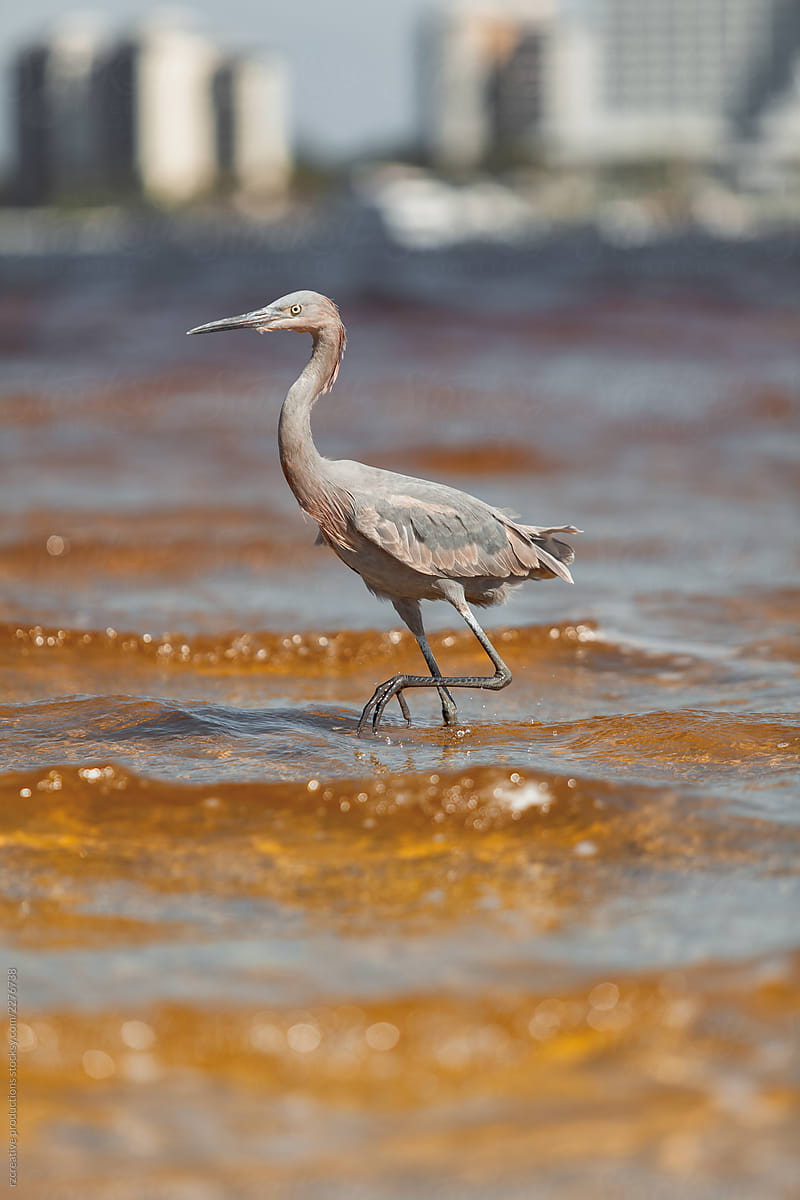 A waterbird standing in the shallow ocean water.