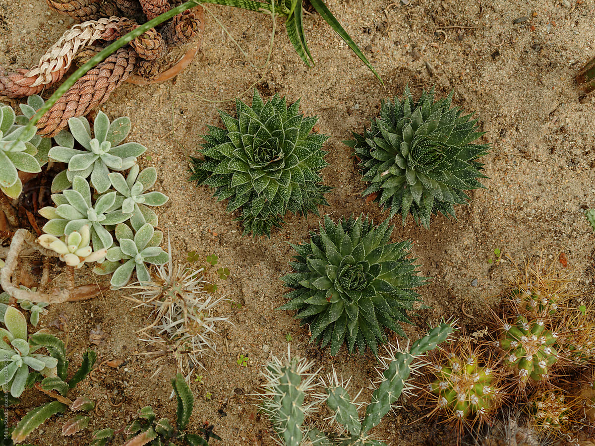 Green cactuses growing on soil