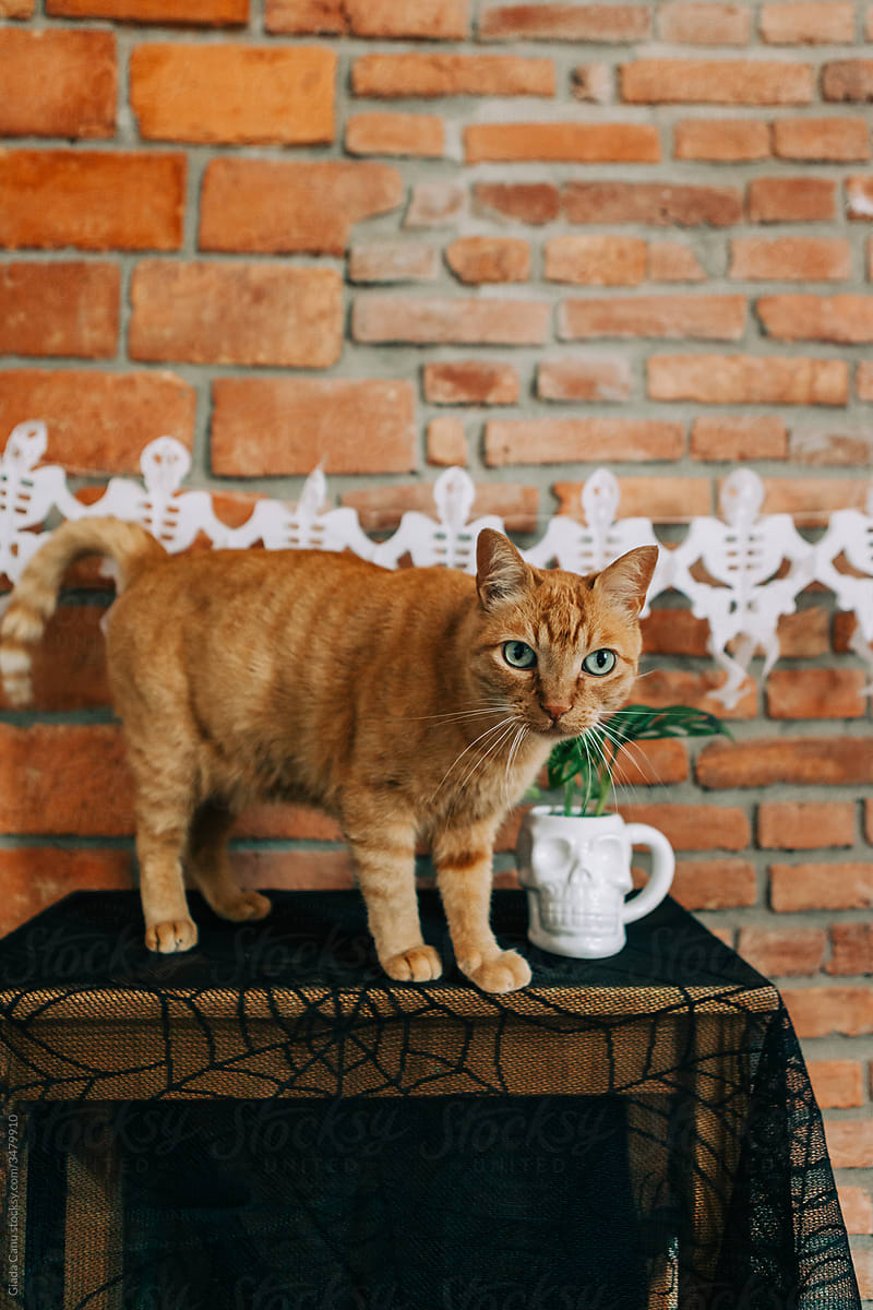 Ginger cat in a halloween decorated home