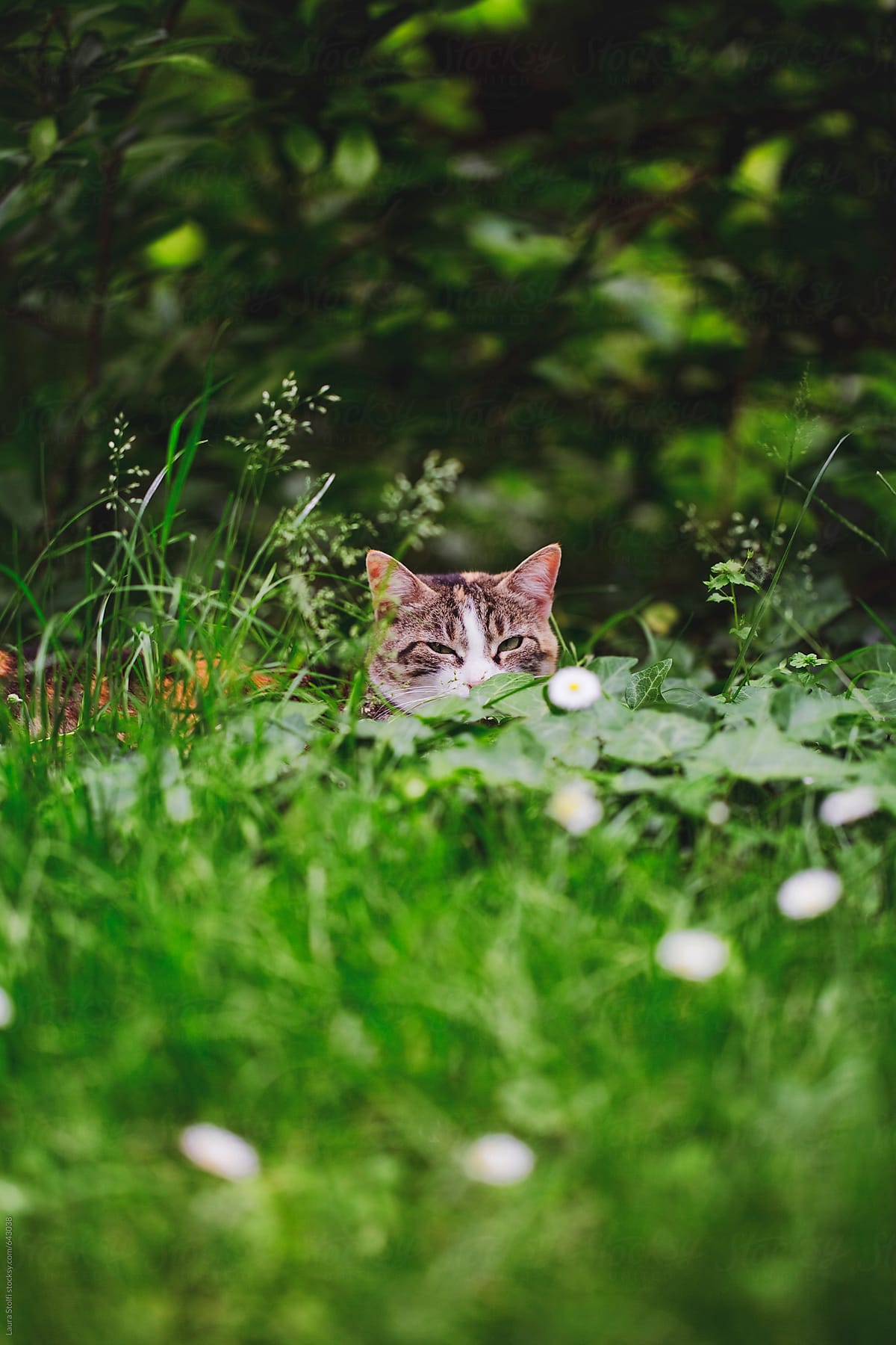Cat laying in grass and looking at camera with sleepy eye