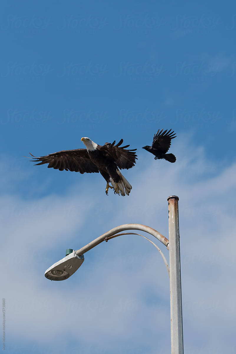 Crow driving off Eagle