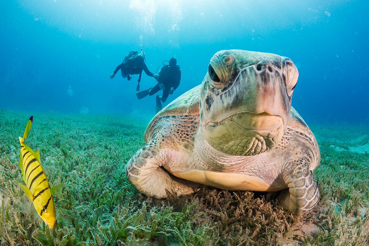 Green Sea Turtle and Scuba Divers