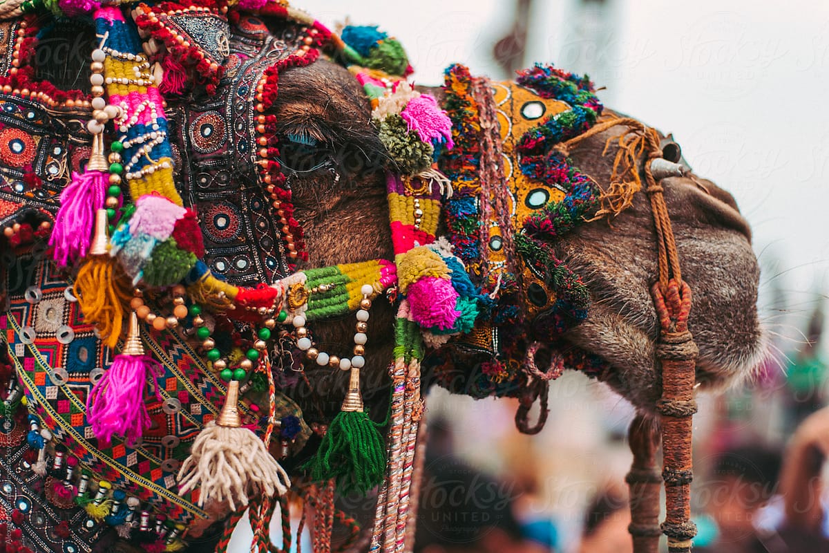 Camel Decorated in India