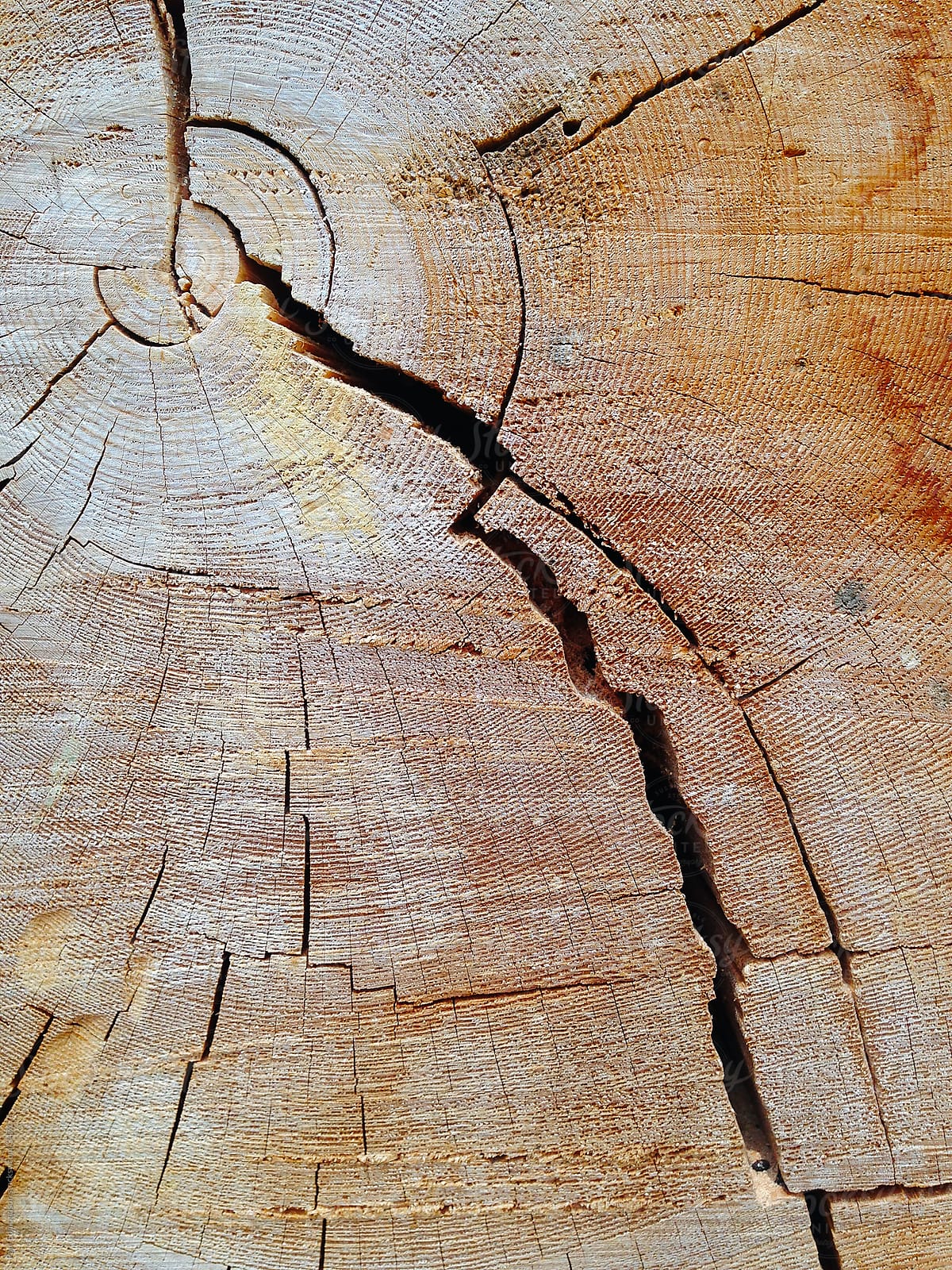 Cross section of old growth Ponderosa pine tree