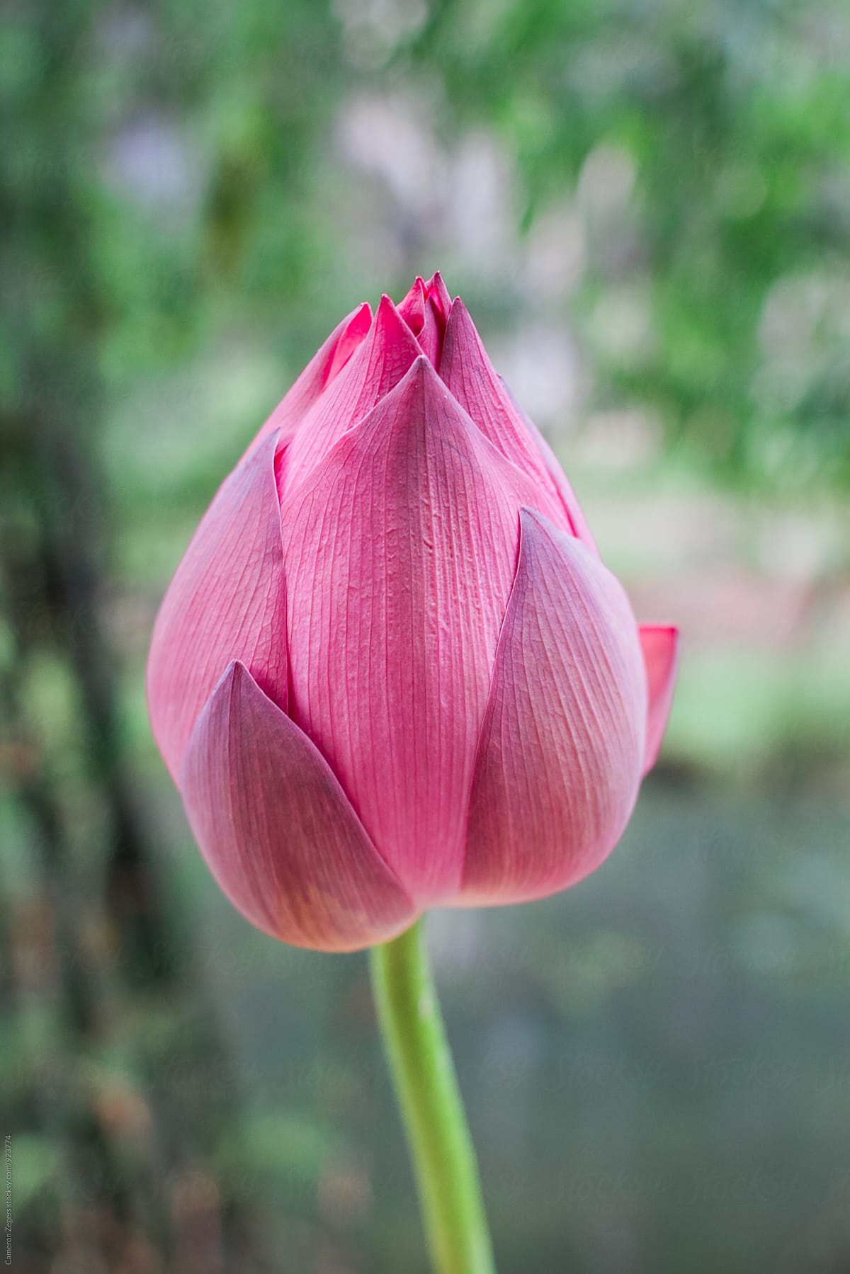 Lotus Flower Bud by Stocksy Contributor Cameron Zegers - Stocksy
