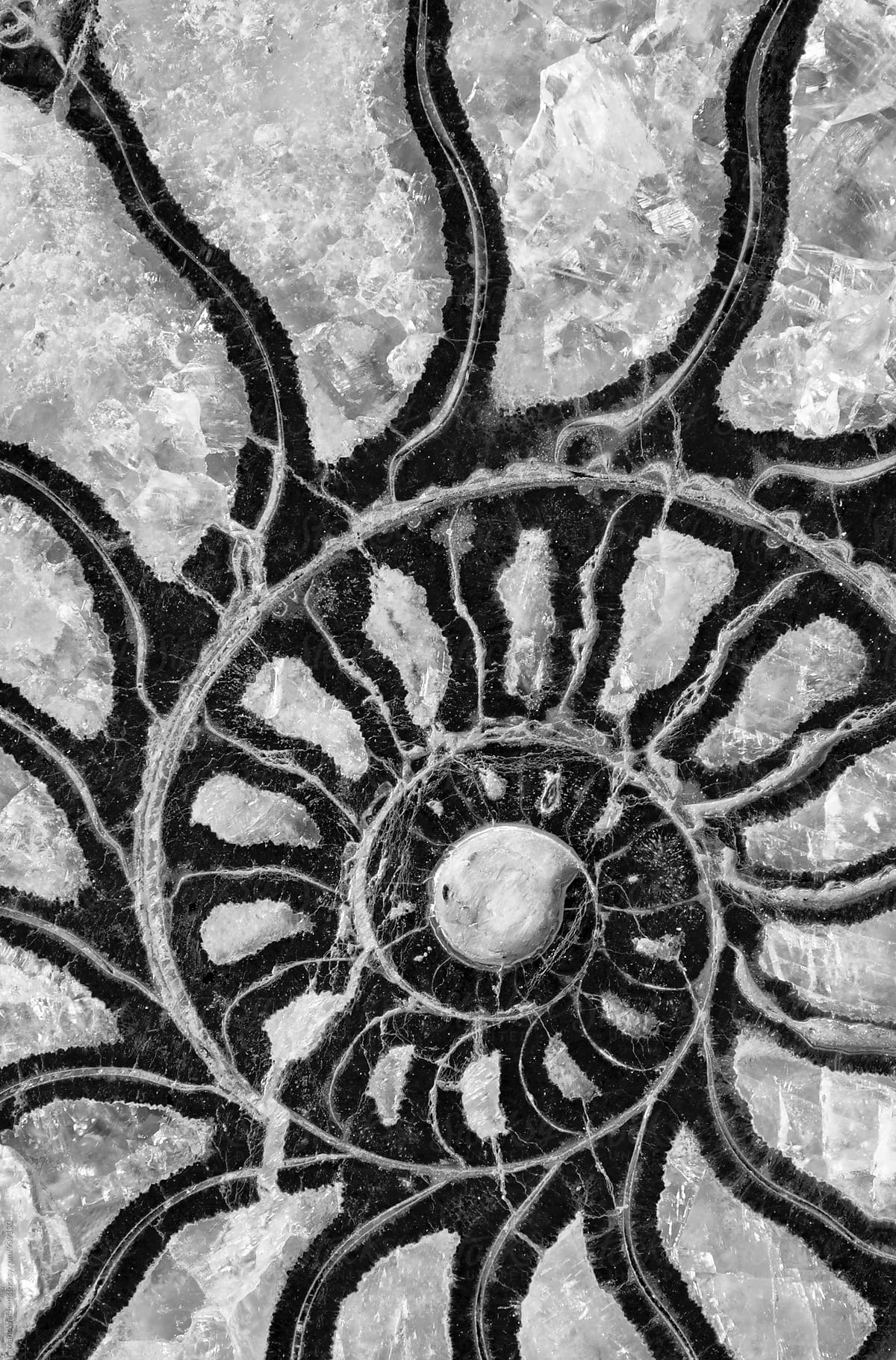 Ammonite fossil in black and white