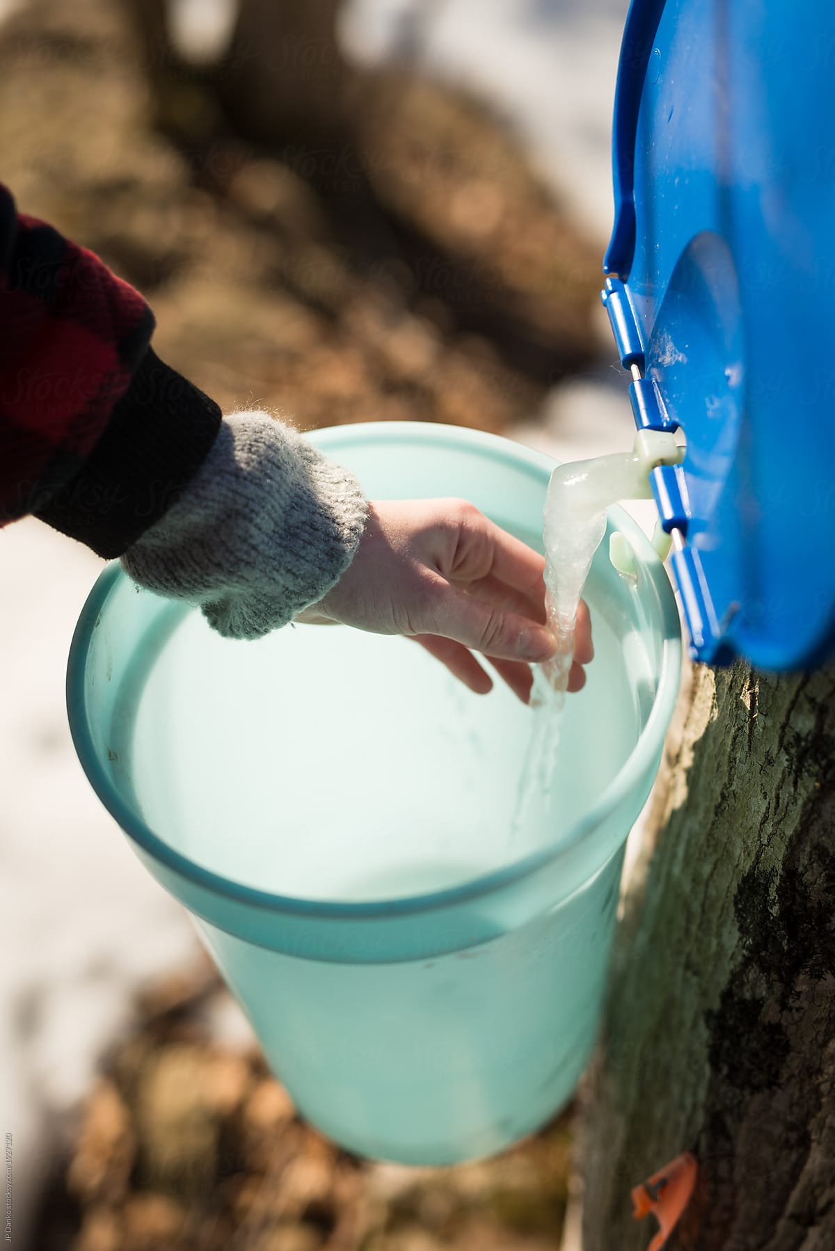 Woman removes icicle of frozen maple sap hanging from maple tree in sugar bush