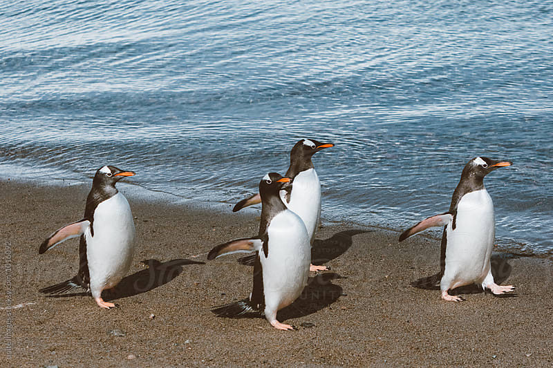 Chinstrap penguins walking in snow in Antarticta