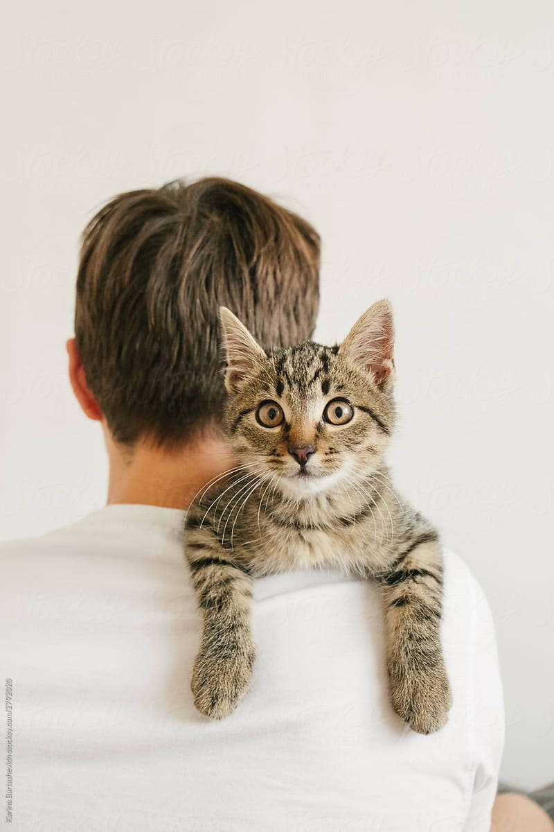 in a bright apartment, a kitten on the shoulder of a guy in a white sweater attentively looks at the camera