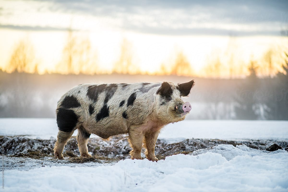 pigs on a winter farm