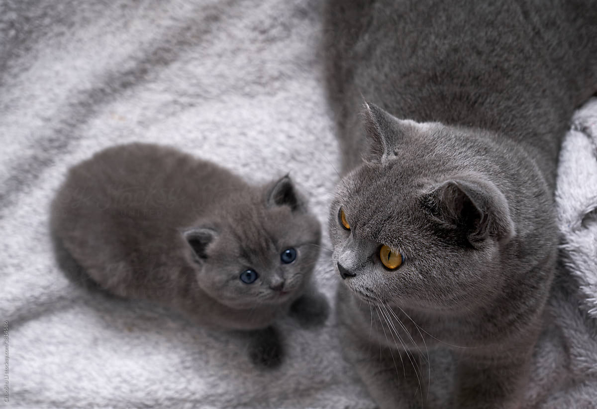 Cute British short blue cat and mother, resting in the nest