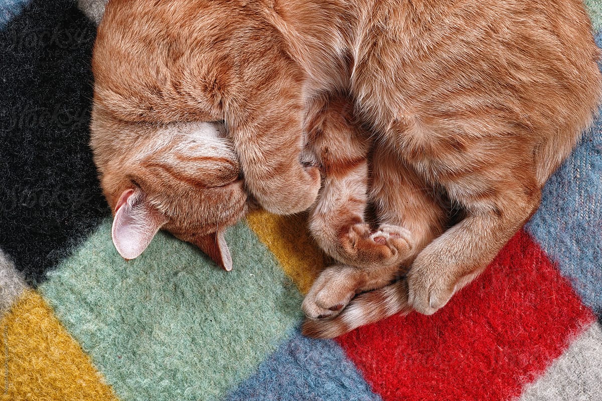 Ginger tom cat sleeping on a blanket