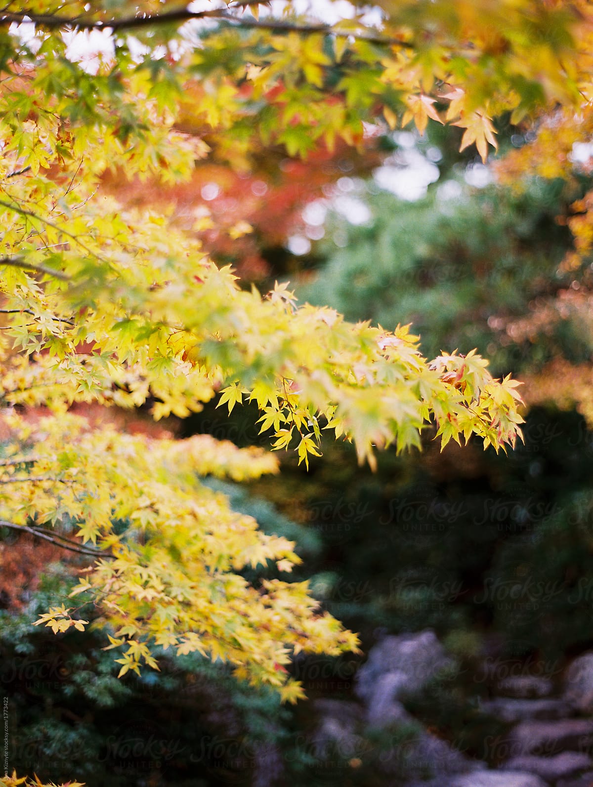 Maple leaves during fall in Japan