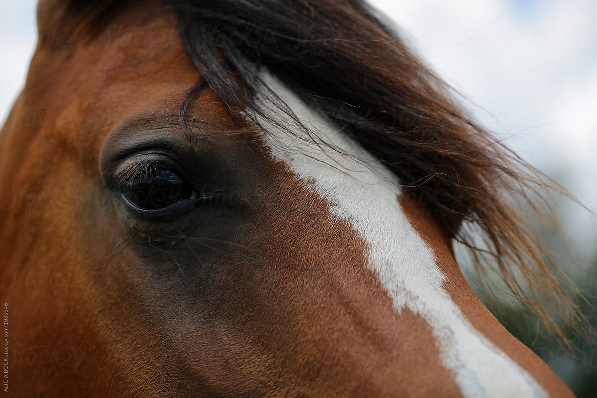 Close Up Of The Eye Of A Brown And White Horse