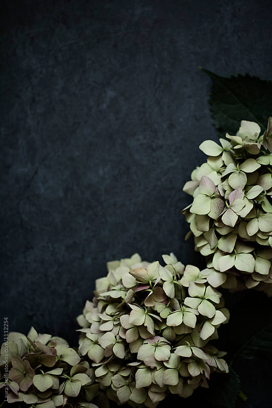 Dried green hortensia flowers against dark enamel background