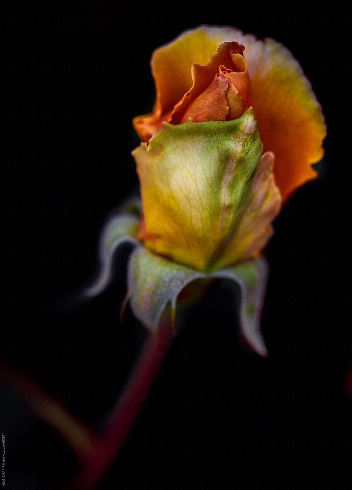 Multicolored rose bud