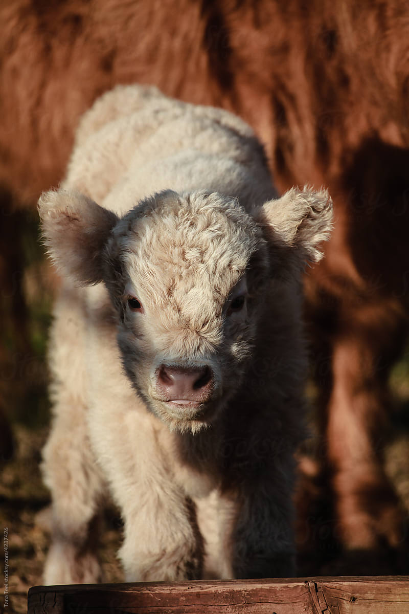 Scottish calf looking at camera