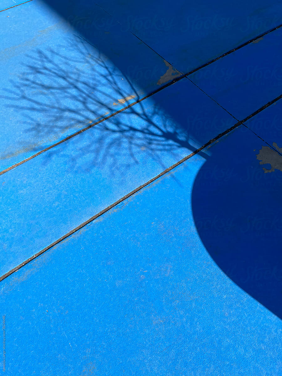 tree shadow on blue asphalt