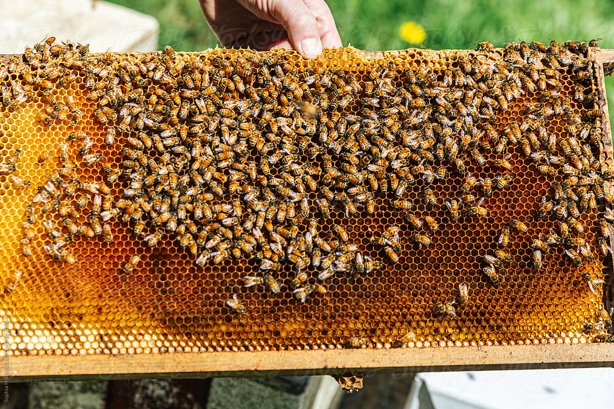 Bee farmer holding honeycomb of bees