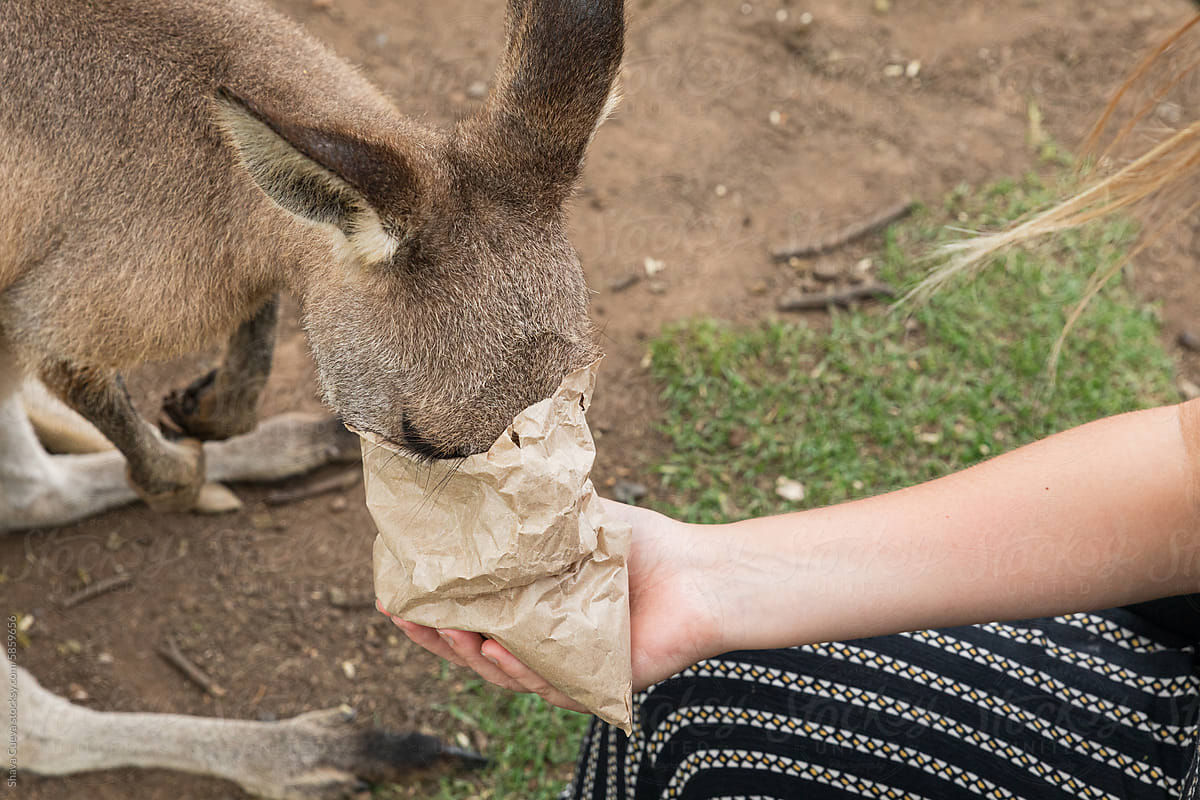 A kangaroo eating from a paper pouch fed by a woman