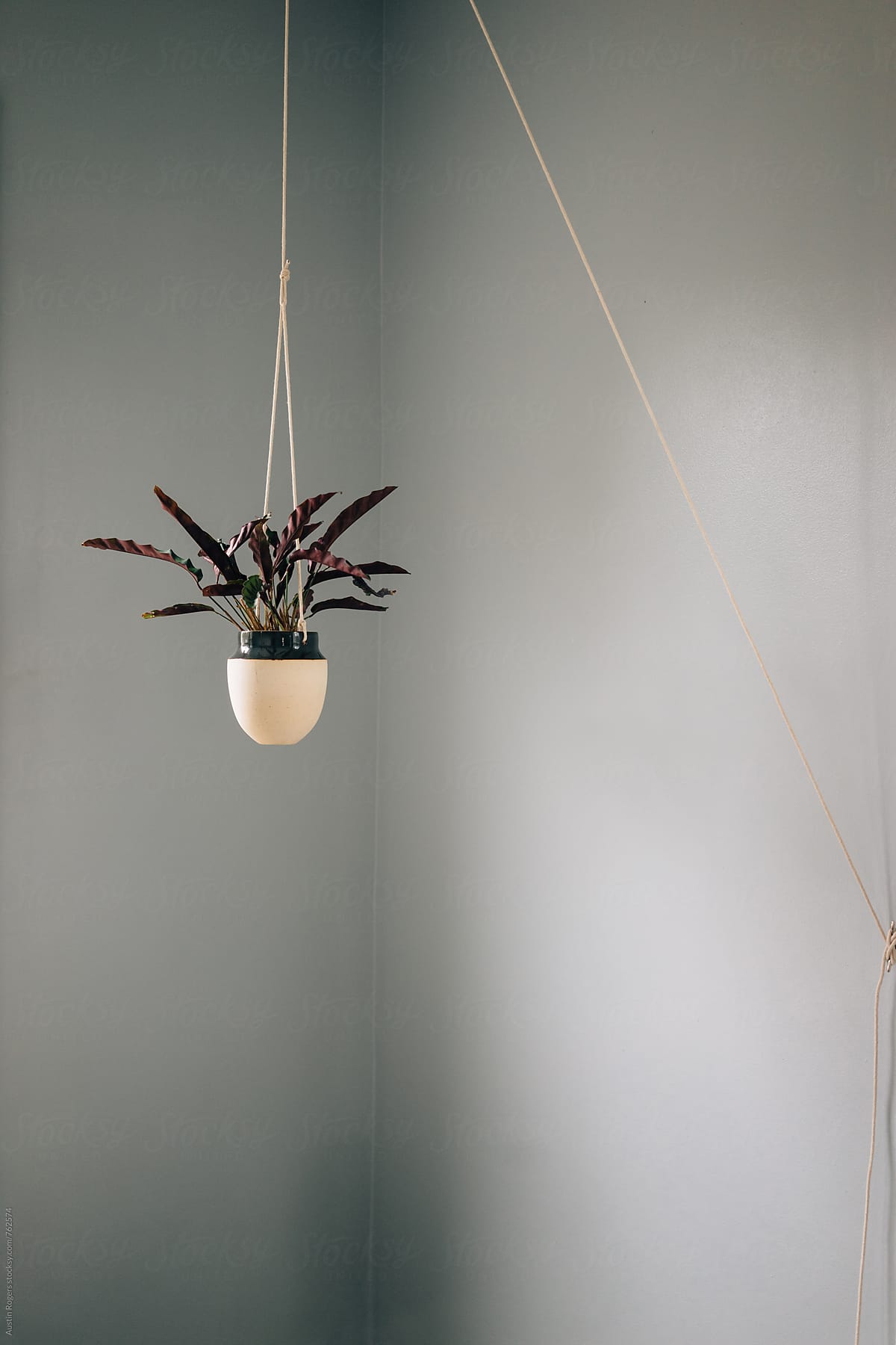 Hanging Plant in Corner of Grey Room