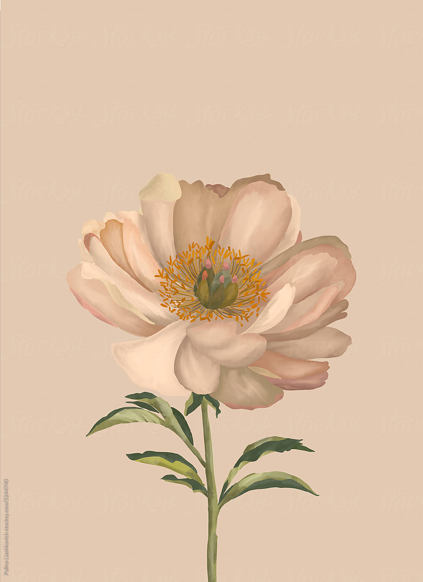 Beige peony on neutral background.