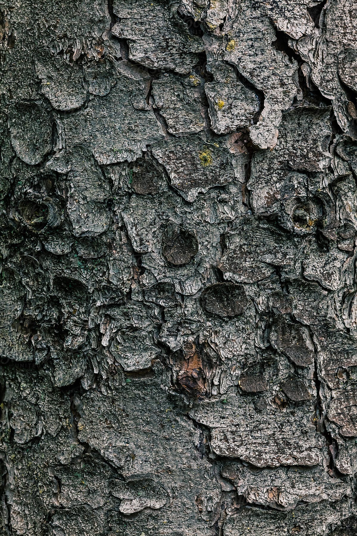 Fir tree trunk with bark texture