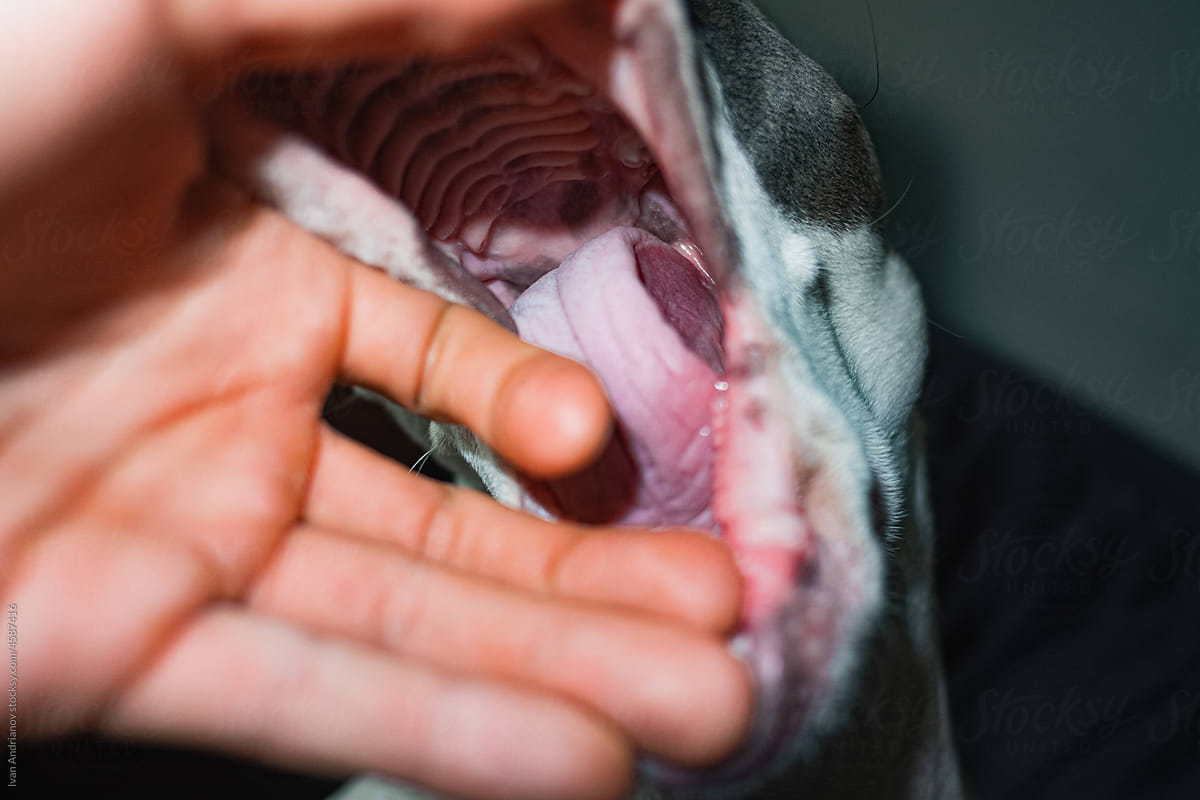 Dog\'s Dangerous Mouth Bites Hand Close-Up