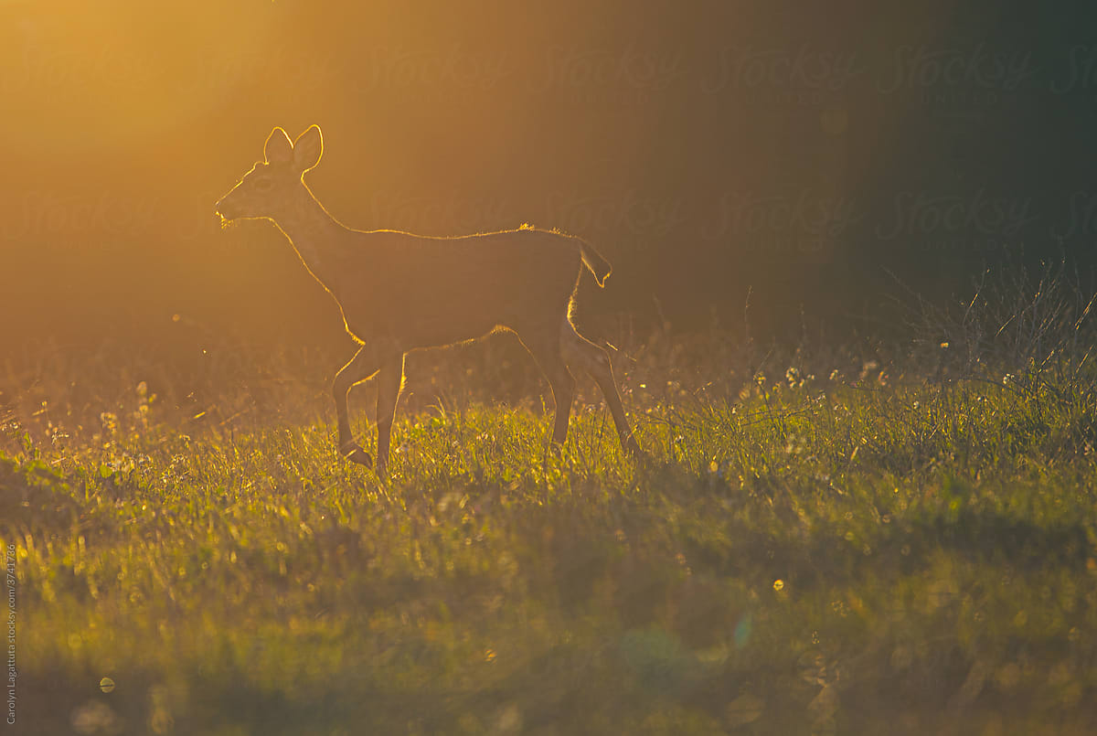 Deer at dusk