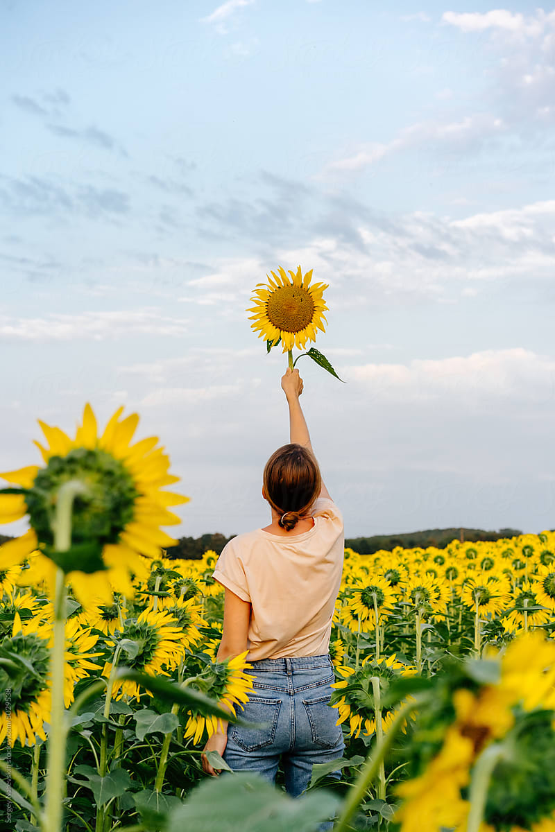 Hand of person holding sunflower
