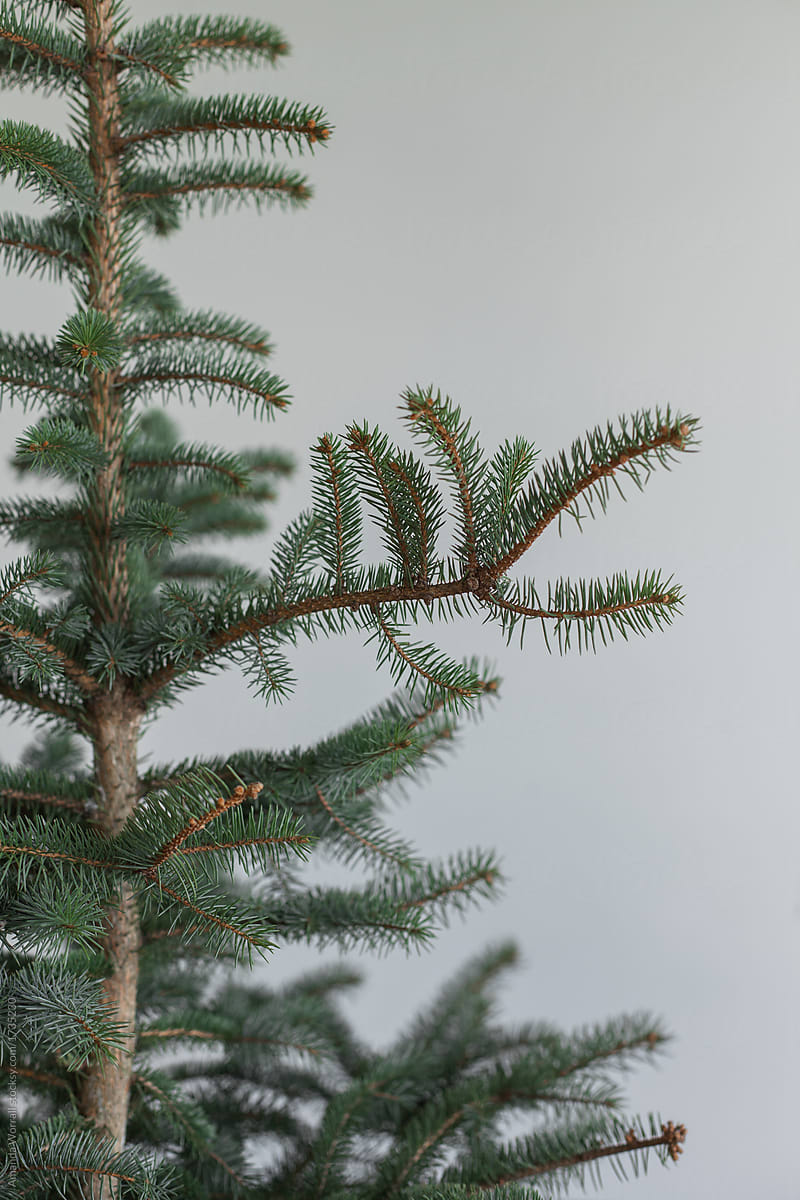 Bare Evergreen Branches Against A Neutral Background by Stocksy  Contributor Amanda Worrall - Stocksy