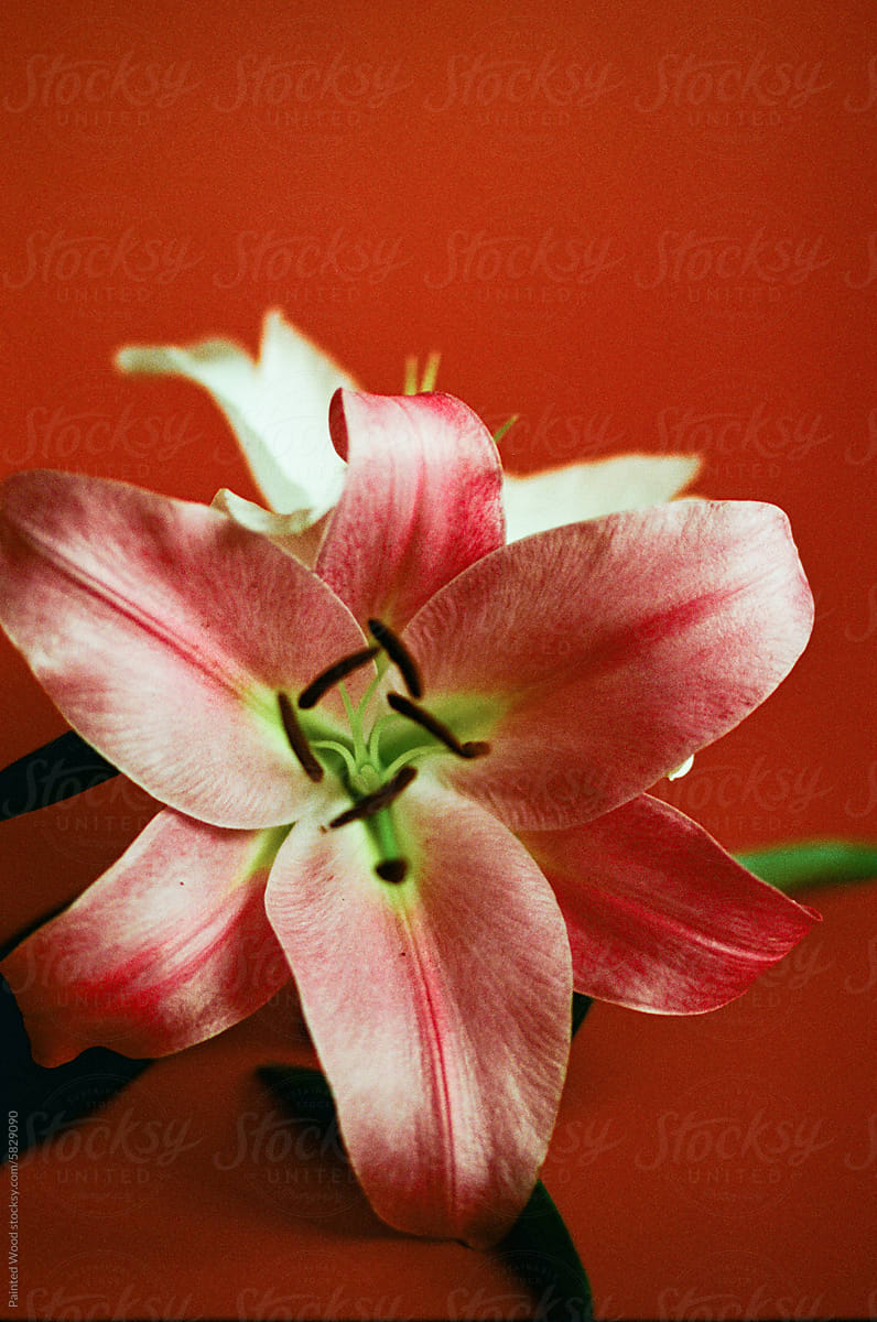 Lily flower on a red background.