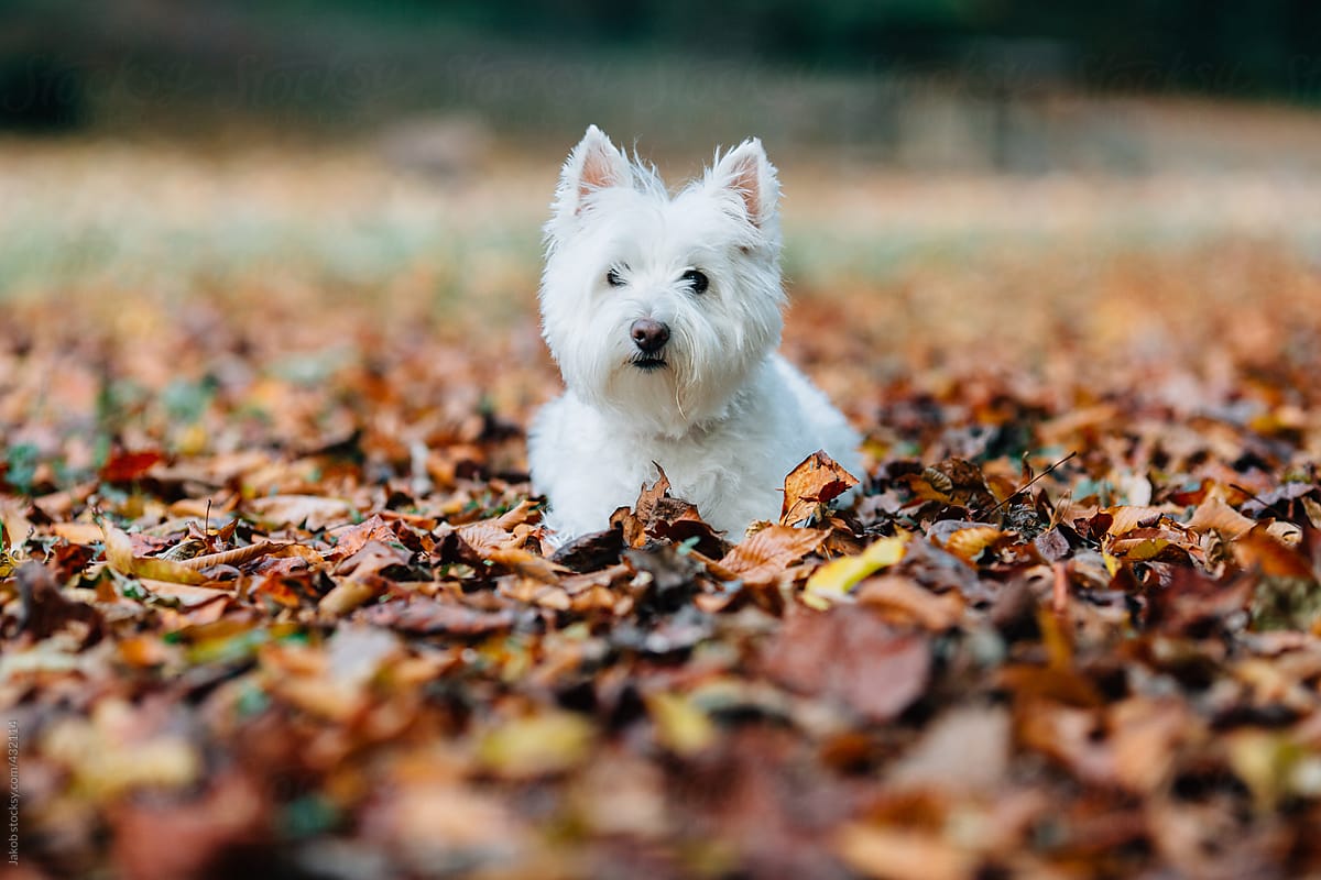 Adorable white dog laying in a bed of leaves