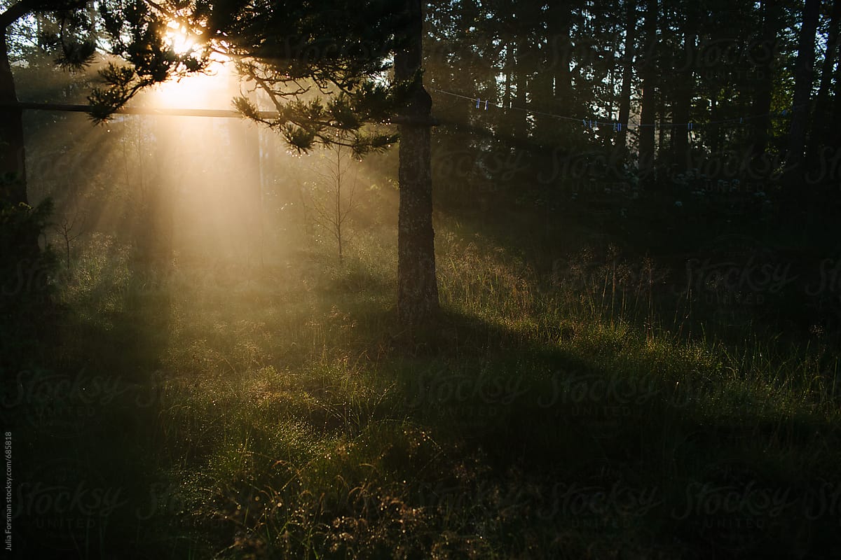 Early Light Filtering Through Trees Next To A Line In Rural Finland." by Stocksy Contributor "Julia Forsman" - Stocksy