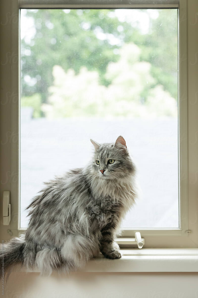 Cat in window sil.