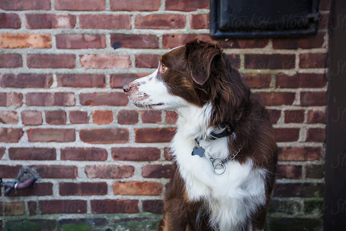 Guard Dog\'s Profile Against Brick Wall Looking to Side