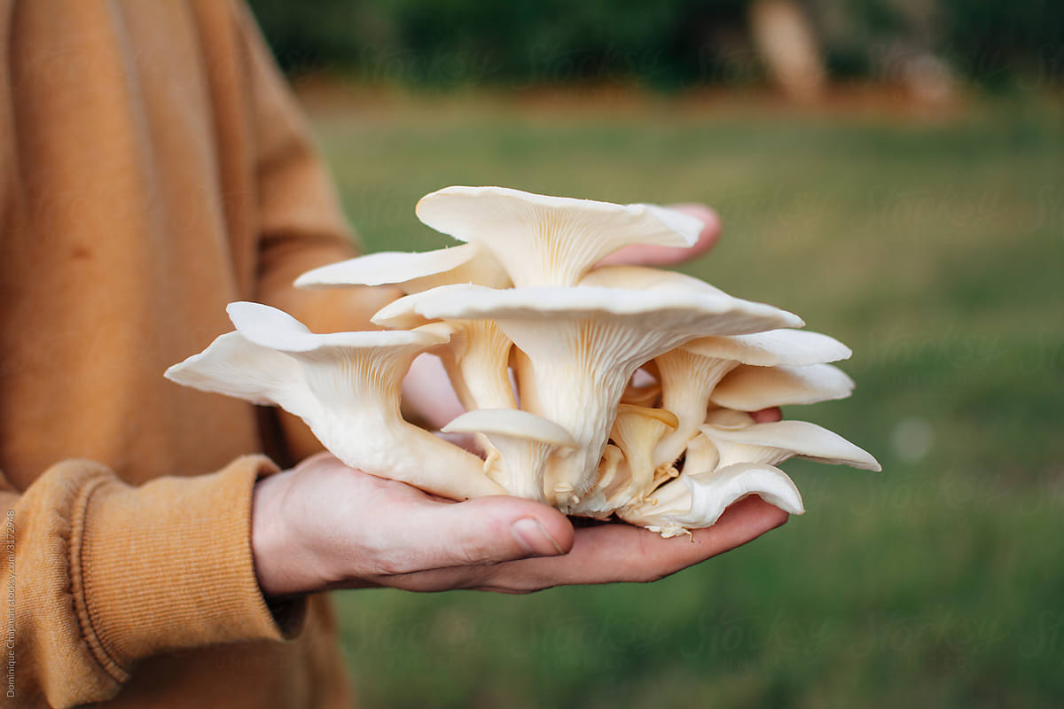 Mans hand holding a large oyster mushroom
