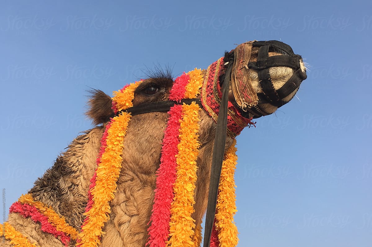Portrait of a decorated camel against blue sky
