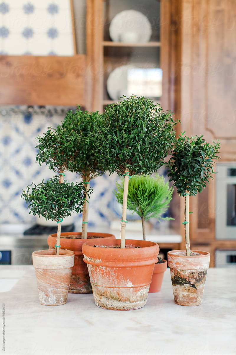 Potted topiaries