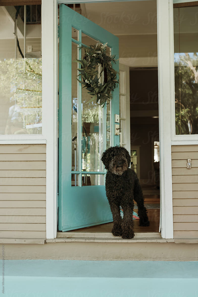 A dog greets you at the door