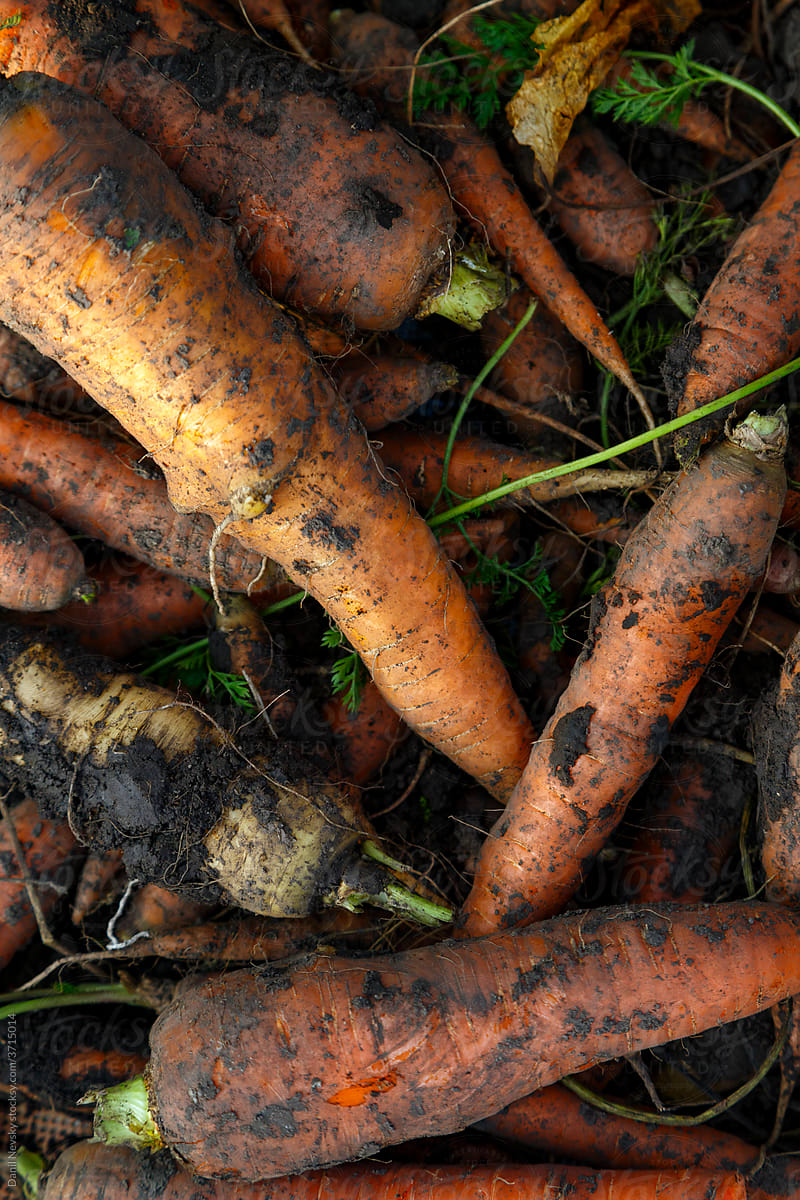 Heap of dirty carrots on farm