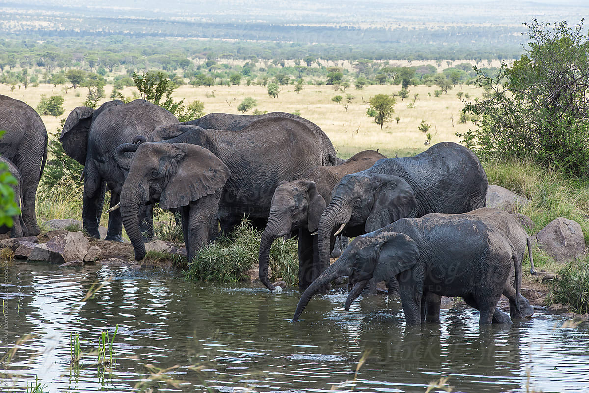 Herd of elephants drinking in a pond