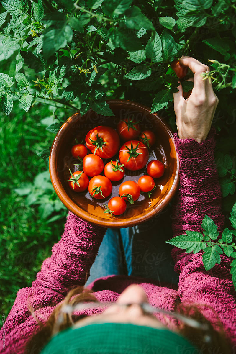 Gardener harvesting homegrown tomatoes