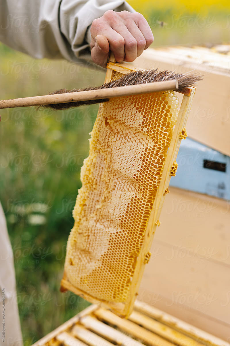 Anonymous honeycomb brush