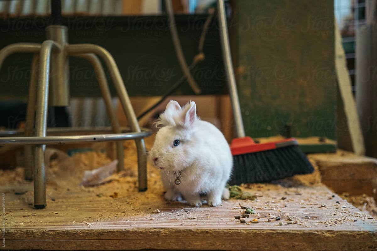 Rabbit on table in joinery workshop