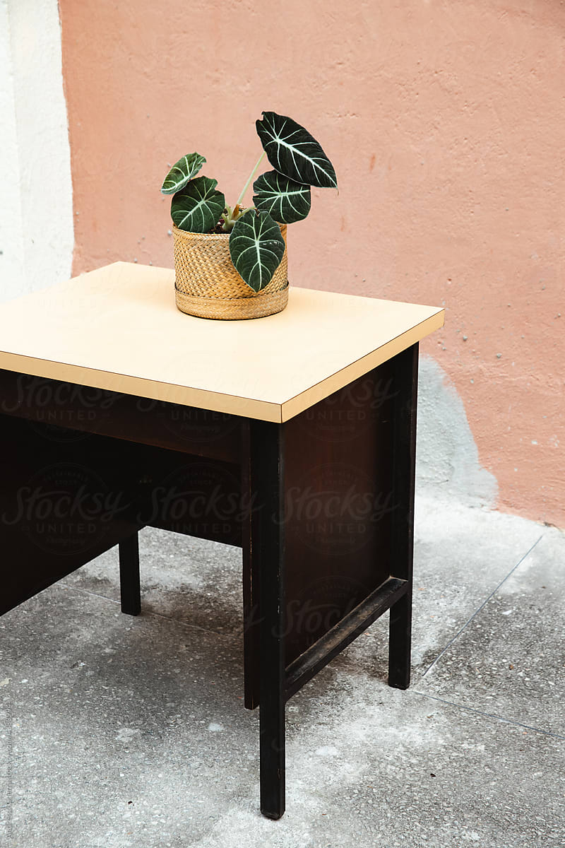 Plant on wood and steel table with a yellow top